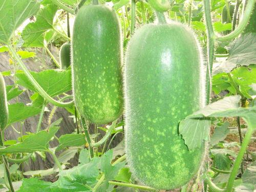 吃瓜天堂今日吃瓜热门大瓜视频,吃瓜天堂大瓜视频盘点，揭秘娱乐圈最新热点  第1张